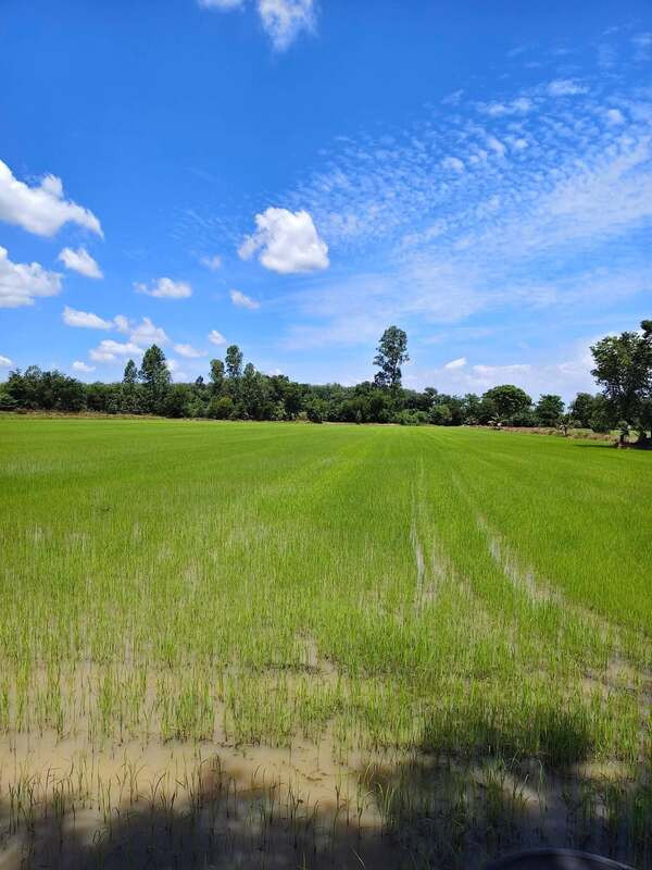 Beautiful plot of land for sale (rice field), potential location, Koh Khanun Subdistrict, Phanom Sarakham District. Chachoengsao Province – รูปที่ 2