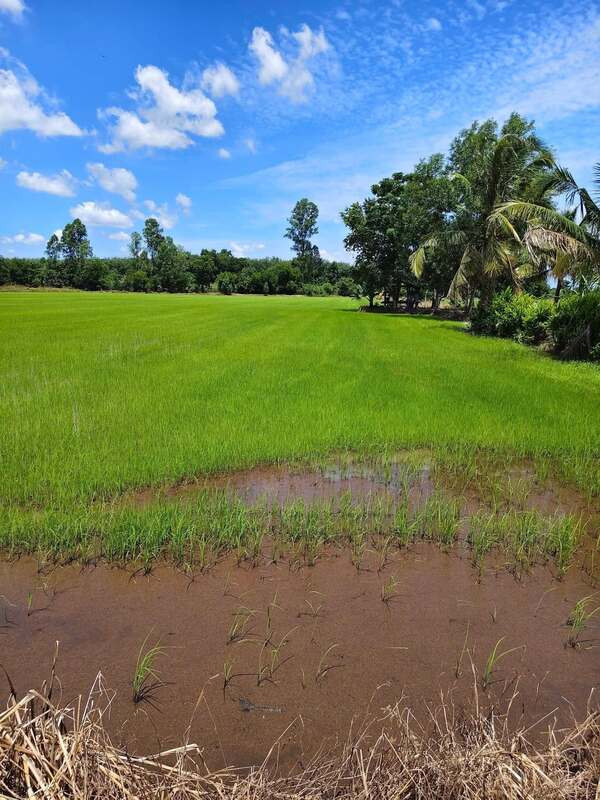 Beautiful plot of land for sale (rice field), potential location, Koh Khanun Subdistrict, Phanom Sarakham District. Chachoengsao Province – รูปที่ 3