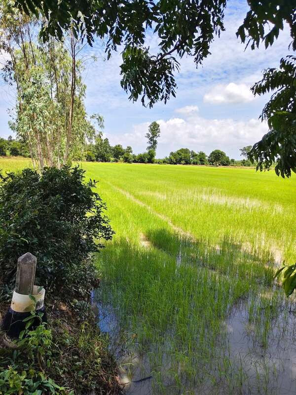 Beautiful plot of land for sale (rice field), potential location, Koh Khanun Subdistrict, Phanom Sarakham District. Chachoengsao Province – รูปที่ 4