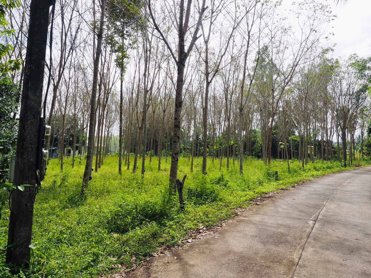 Land for Sale – Bang Muang, Takua Pa, Phang Nga – รูปที่ 3