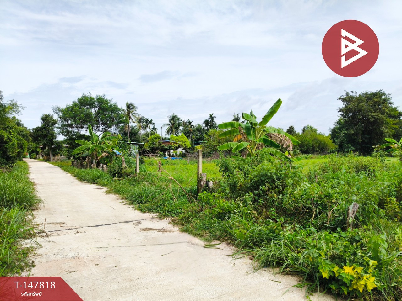 Land for sale, area 7 rai, Prasat, Surin. – รูปที่ 3
