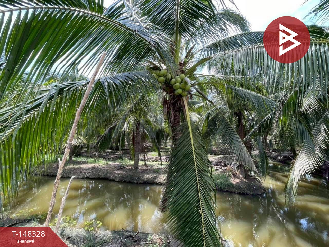 Coconut plantation land for sale, area 33 rai 1 ngan 20 sq m, Nakhon Chai Si, Nakhon Pathom. – รูปที่ 3