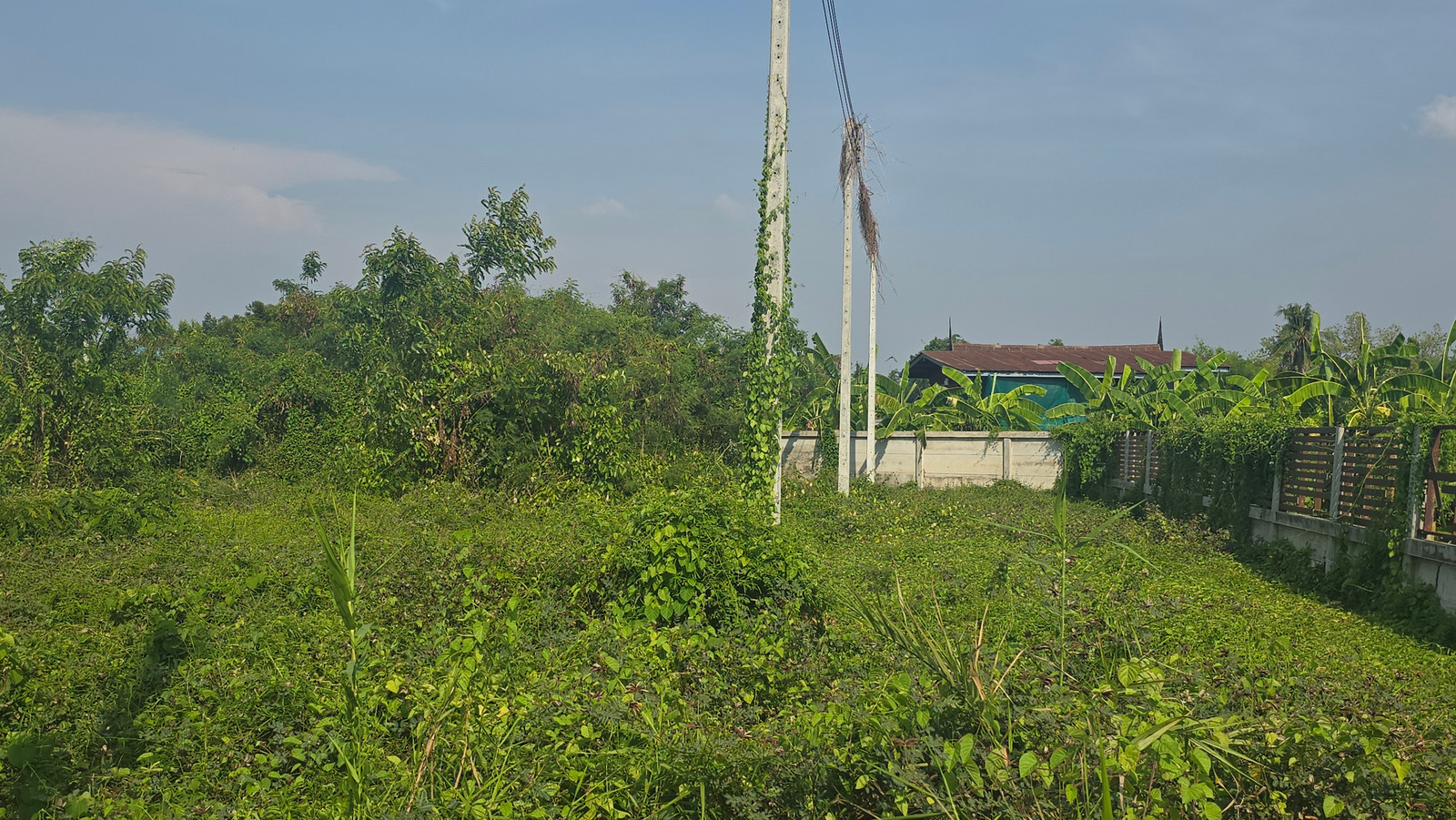 4 plots of land next to a concrete road, water and electricity ready, sold separately or bought together. – รูปที่ 4
