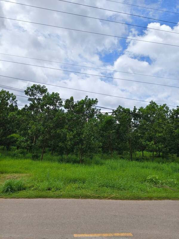 Beautiful plot of land for sale With economic trees, potential location, Phanom Sarakham District Chachoengsao Province – รูปที่ 2