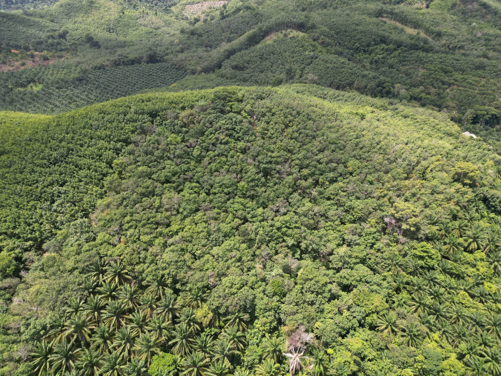 51-Rai Mountain Land with Sea Views for Sale | Near Bang Sak Beach, Takua Pa, Phang Nga – รูปที่ 3