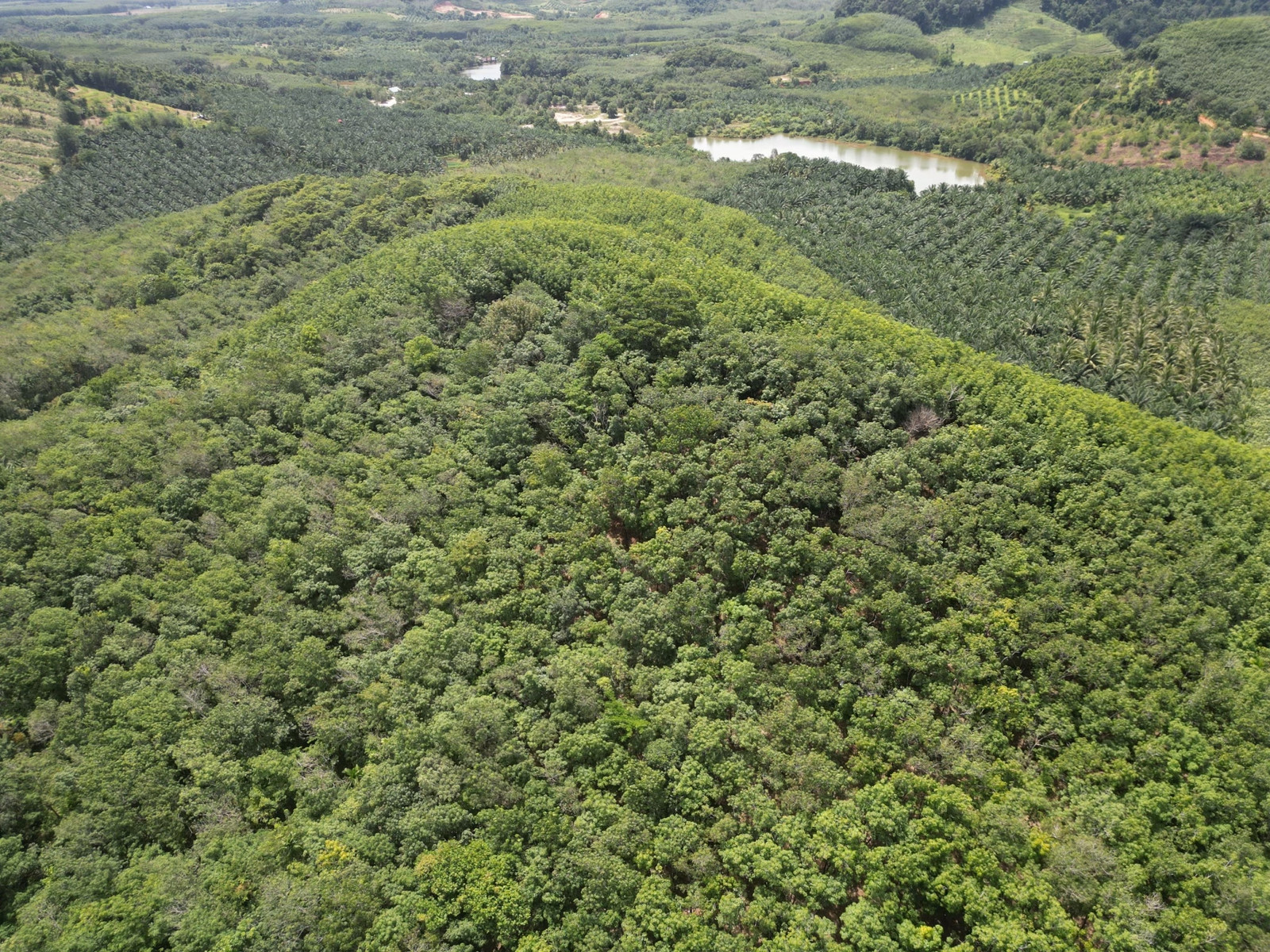 51-Rai Mountain Land with Sea Views for Sale | Near Bang Sak Beach, Takua Pa, Phang Nga – รูปที่ 4