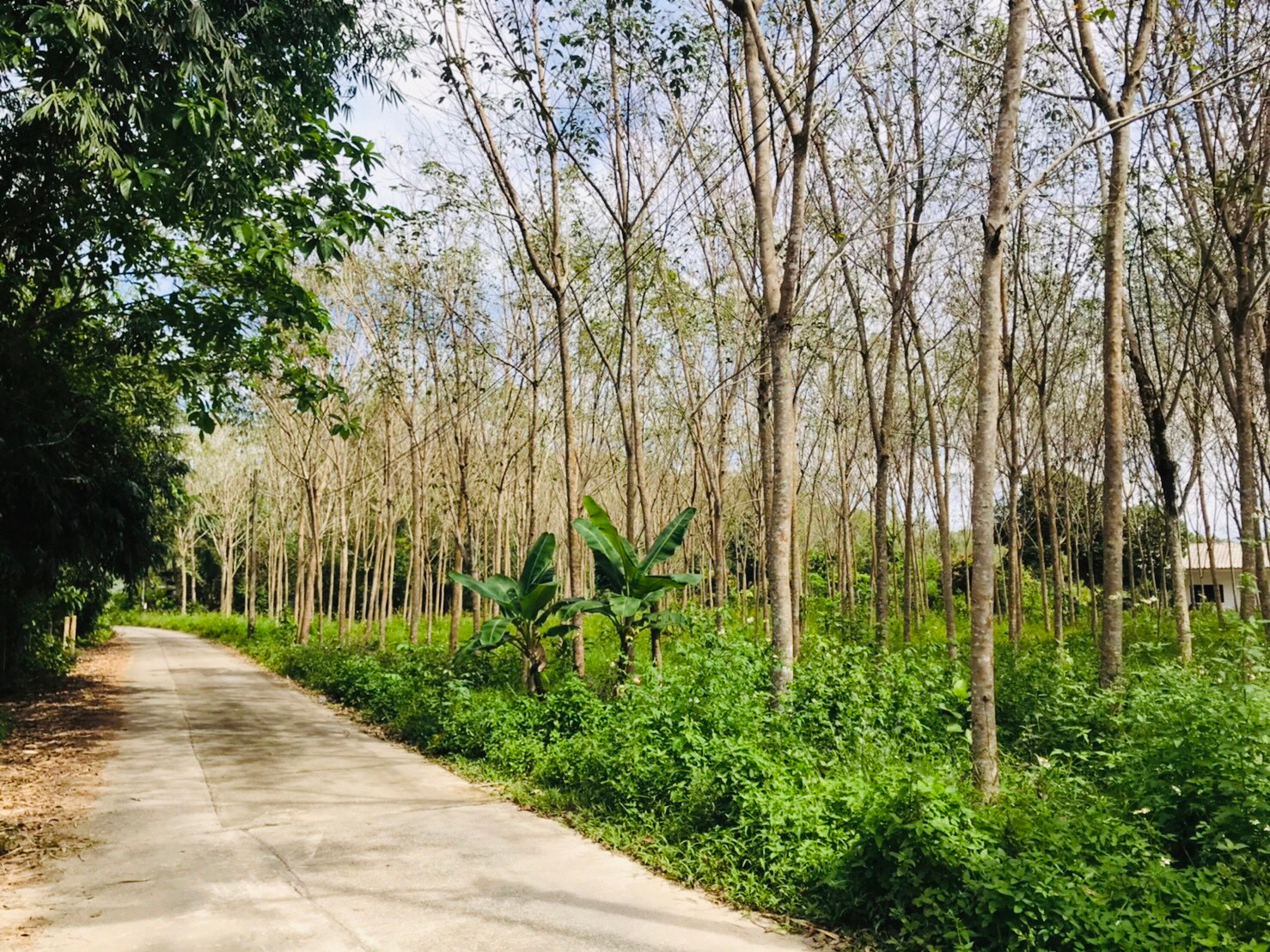Land for Sale – Bang Muang, Takua Pa, Phang Nga – รูปที่ 4