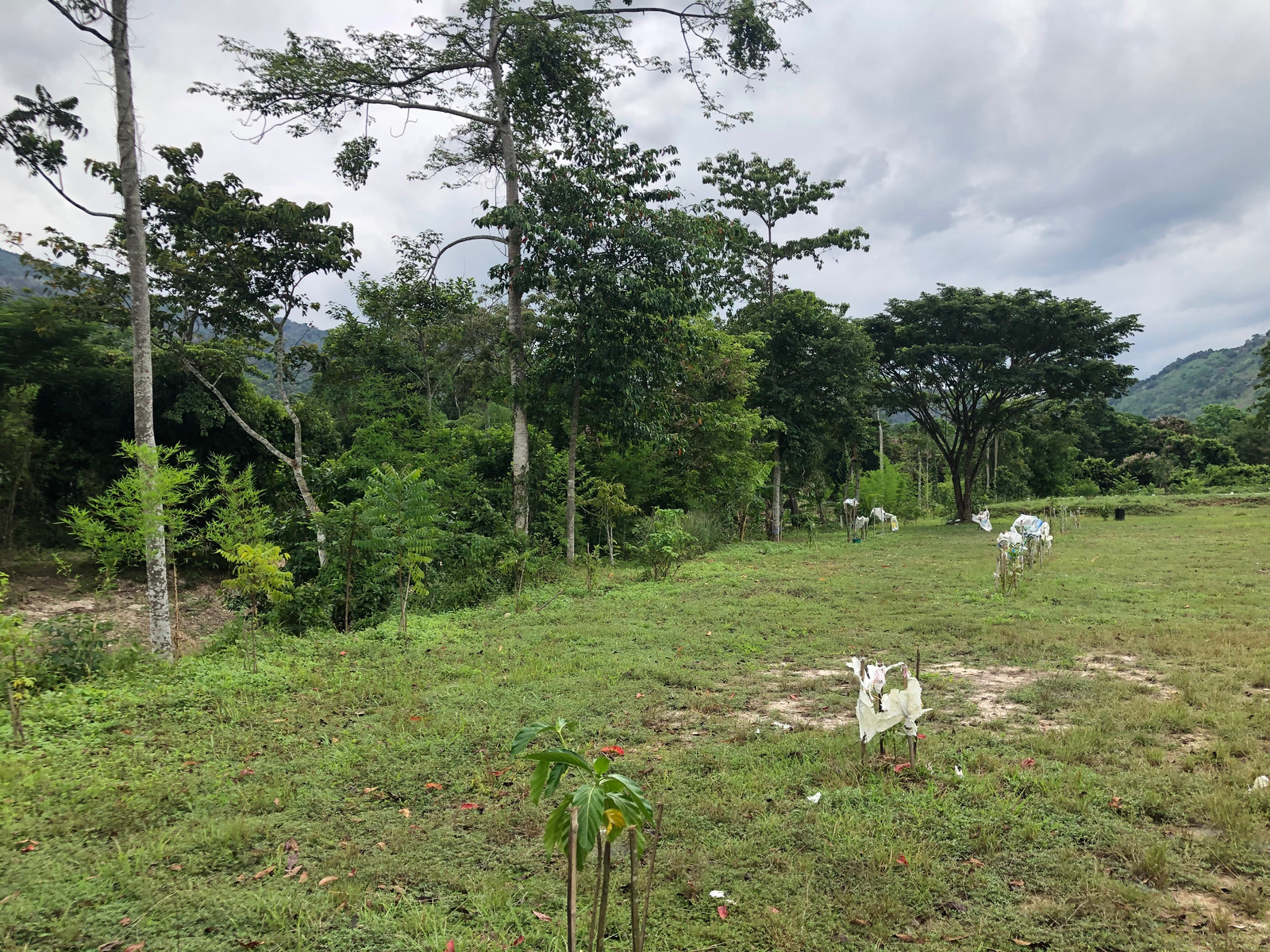 ขายที่ดินติดลำธารธรรมชาติ วิวเขา 360 องศา โครงการนราสิริ 9 (วังรี-นครนายก) 674 ตร.ว. สายไฟฟ้าลงดิน ฟรีค่าโอน (ราคาต่อรองได้) – รูปที่ 4