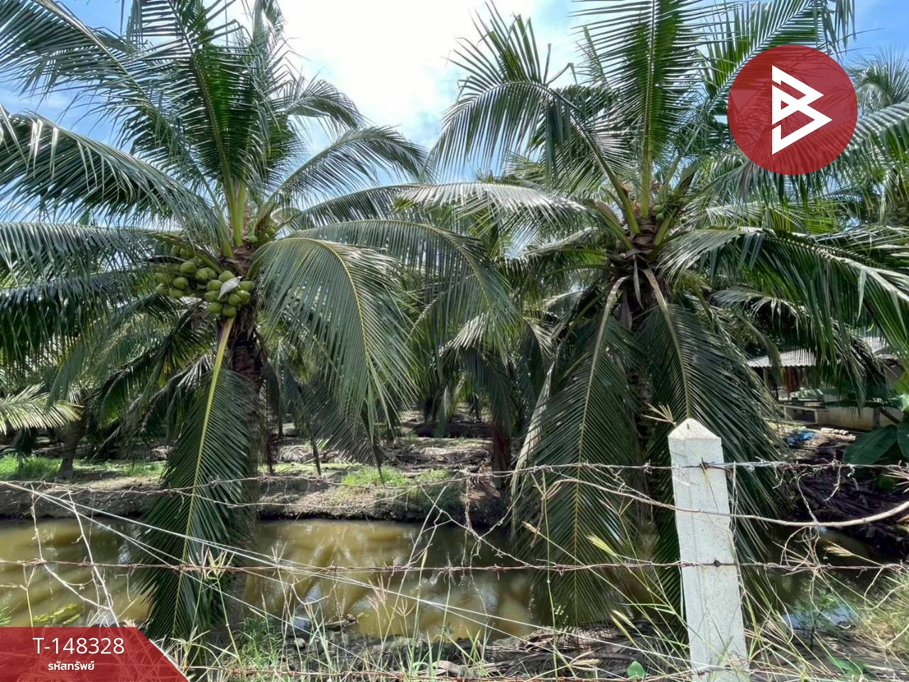 Coconut plantation land for sale, area 33 rai 1 ngan 20 sq m, Nakhon Chai Si, Nakhon Pathom. – รูปที่ 4