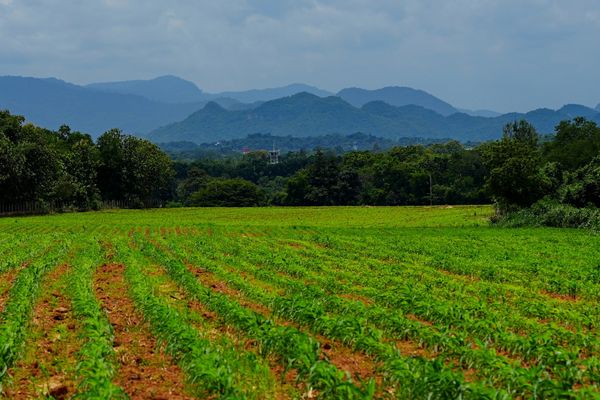 17.5 rai Land Khao Yai with panoramic mountain views. Beautiful rectangular plot, 107 meters of road frontage, slightly sloping but with stunning views of the surrounding mountain range. 7 k.m. from Toscana 