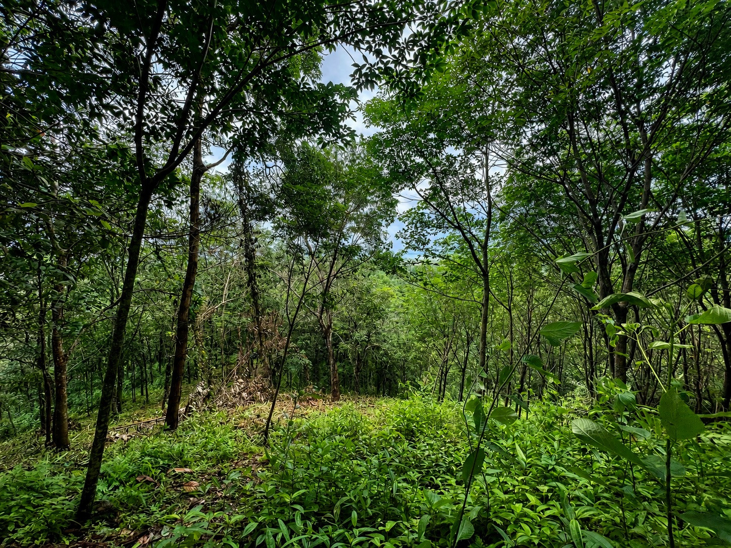 ขายที่ดินบนเขา 51 ไร่ ต.บางม่วง อ.ตะกั่วป่า จ.พังงา วิวทะเล ใกล้หาดบางสัก – รูปที่ 4