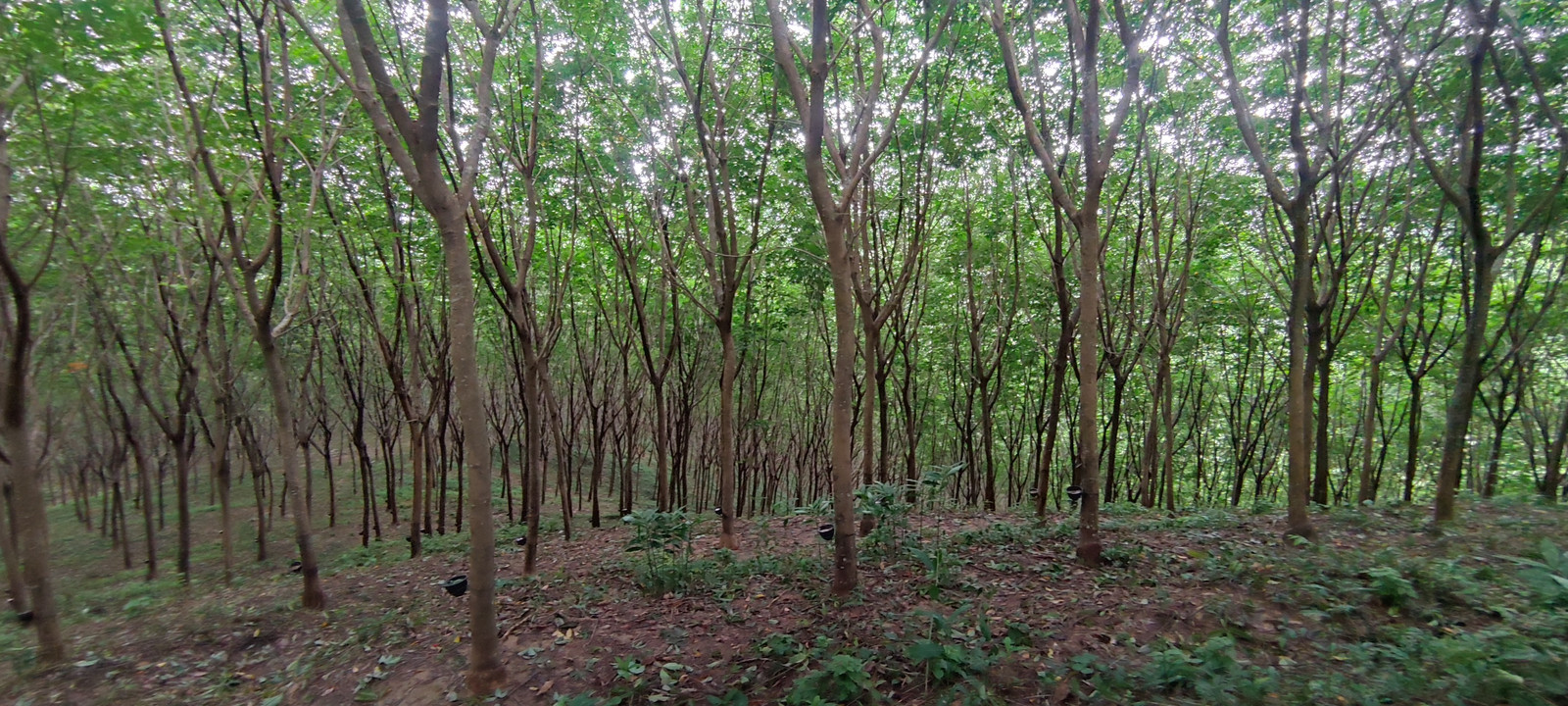 ขายที่ดินบนเขา 51 ไร่ ต.บางม่วง อ.ตะกั่วป่า จ.พังงา วิวทะเล ใกล้หาดบางสัก – รูปที่ 2