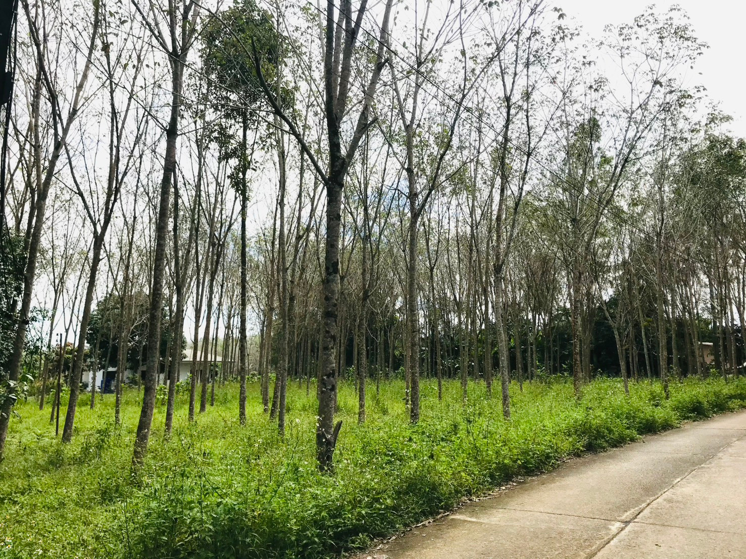 Land for sale in Bang Muang, Takua Pa, Phang Nga, 2 rai 5 sq m., near Phetkasem Road, only 130 meters. – รูปที่ 3