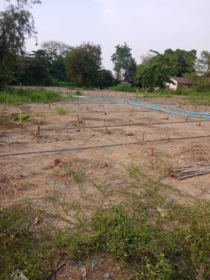 Land for rent, leveled and ready for construction, near Wat Thong Niam. Land for rent, leveled and ready for construction, near Wat Thong Niam.