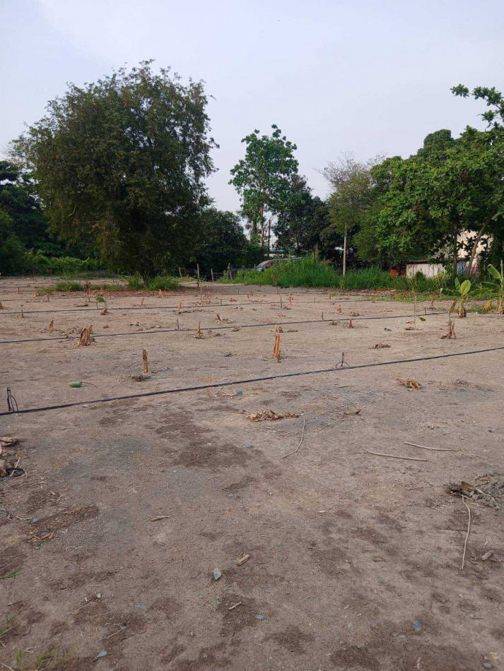 Land for rent, leveled and ready for construction, near Wat Thong Niam. – รูปที่ 2
