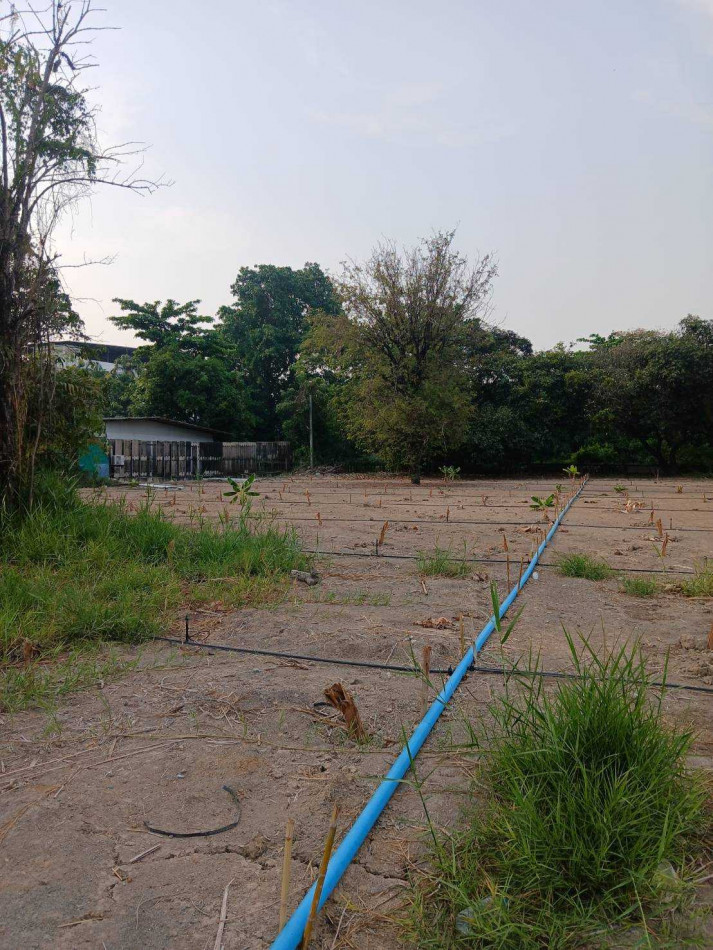 Land for rent, leveled and ready for construction, near Wat Thong Niam. – รูปที่ 3