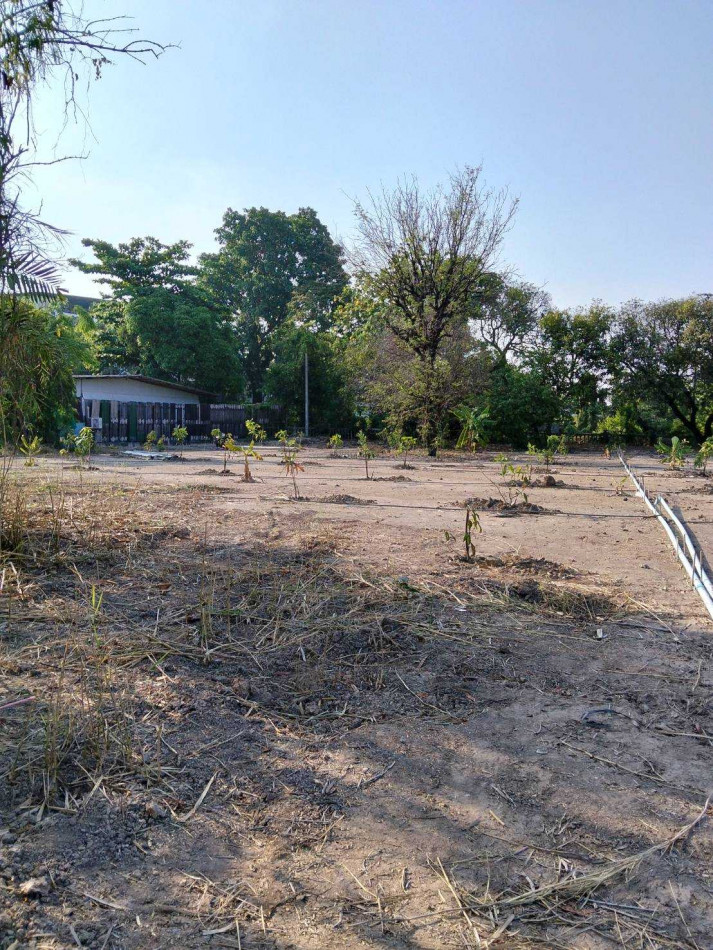 Land for rent, leveled and ready for construction, near Wat Thong Niam. – รูปที่ 4