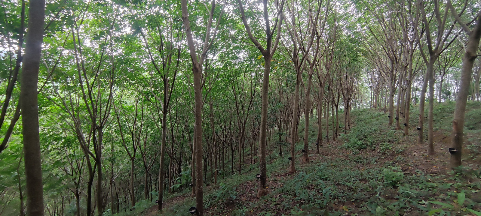 ขายที่ดินบนเขา 51 ไร่ ต.บางม่วง อ.ตะกั่วป่า จ.พังงา วิวทะเล ใกล้หาดบางสัก – รูปที่ 3