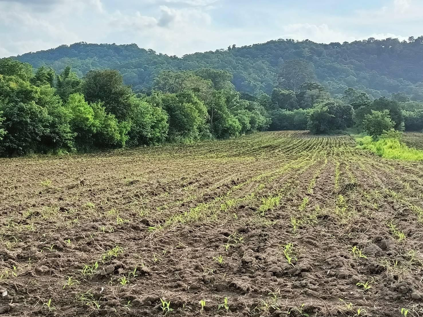 Land for sale in Pak Chong, Phaya Yen, 16 rai 1 ngan 63 sq m, next to concrete road, good location, price negotiable. Land for sale in Pak Chong, Phaya Yen, 16 rai 1 ngan 63 sq m, next to concrete road, good location, price negotiable.