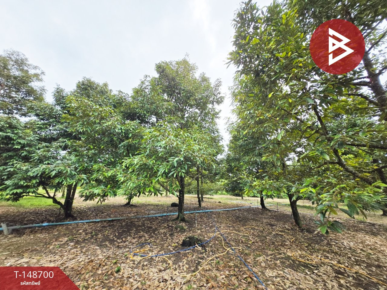 Durian orchard land for sale, area 1 rai, Tha Chang, Mueang Chanthaburi. – รูปที่ 4