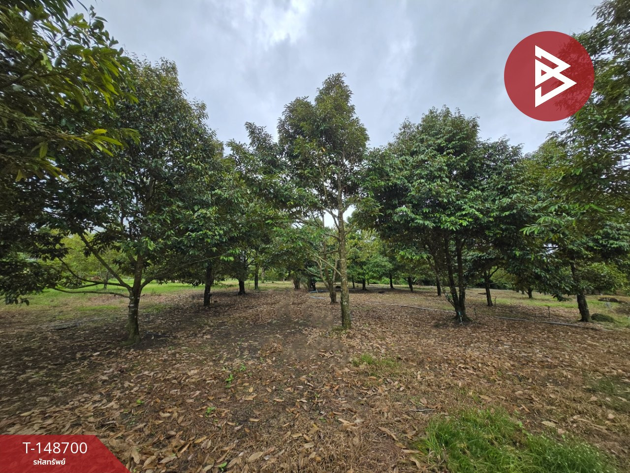 Durian orchard land for sale, area 1 rai, Tha Chang, Mueang Chanthaburi. – รูปที่ 2