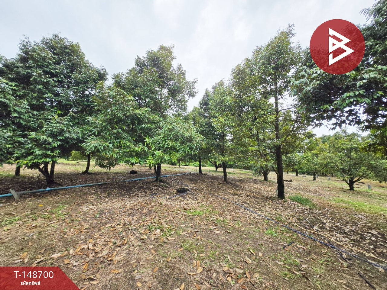 Durian orchard land for sale, area 1 rai, Tha Chang, Mueang Chanthaburi.