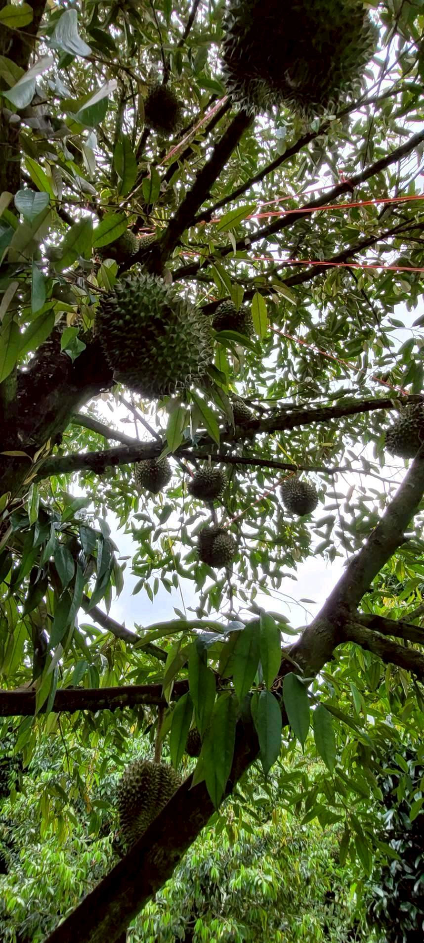 Cheap durian garden🔥🔥 – รูปที่ 3