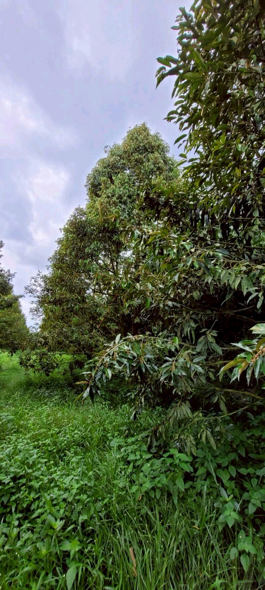 Cheap durian garden🔥🔥 Cheap durian garden🔥🔥