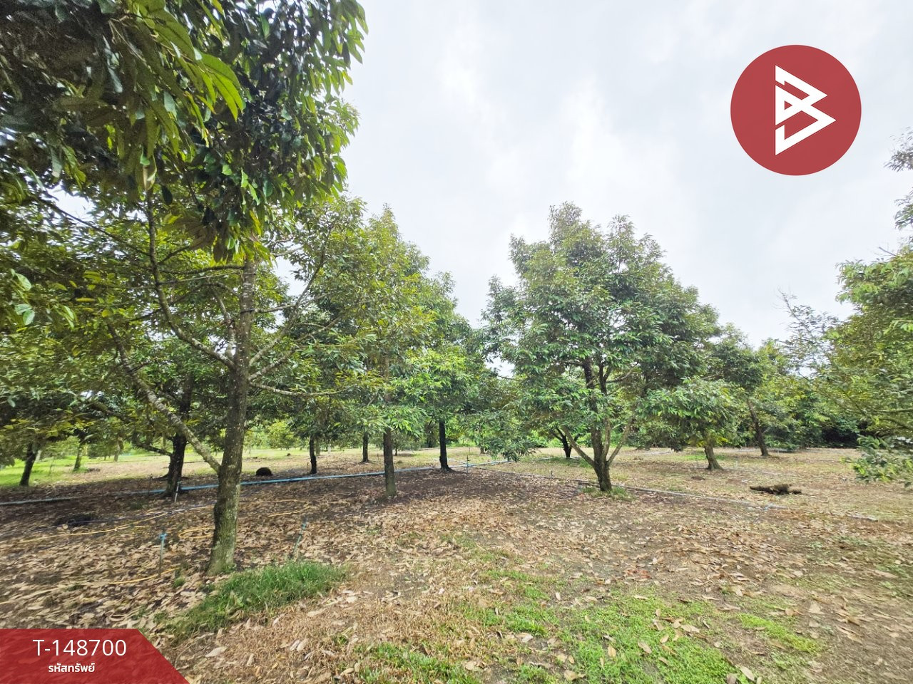Durian orchard land for sale, area 1 rai, Tha Chang, Mueang Chanthaburi. – รูปที่ 3