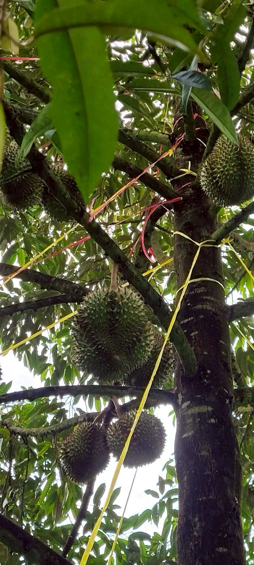 Cheap durian garden🔥🔥 – รูปที่ 4
