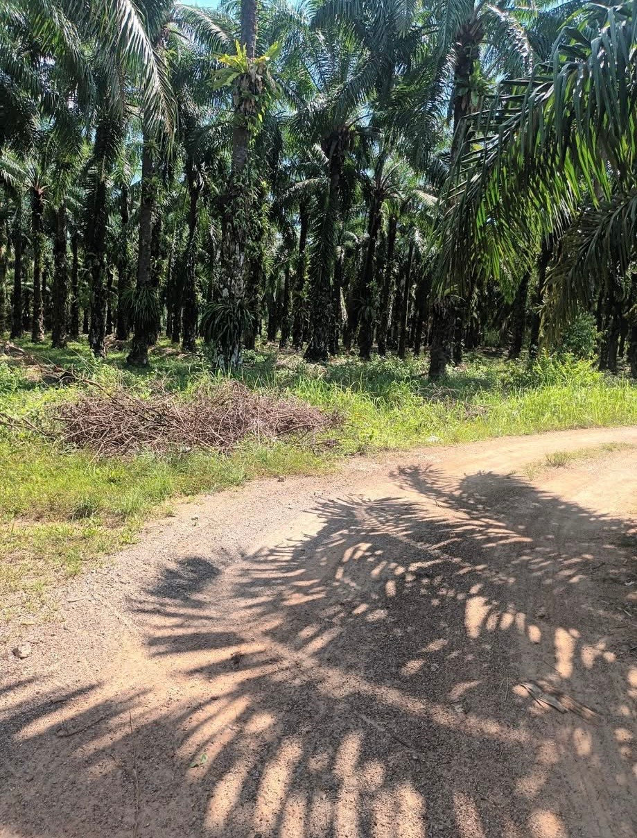 Palm plantation land for sale with house, good location, Ao Luek District, Krabi Province. – รูปที่ 3
