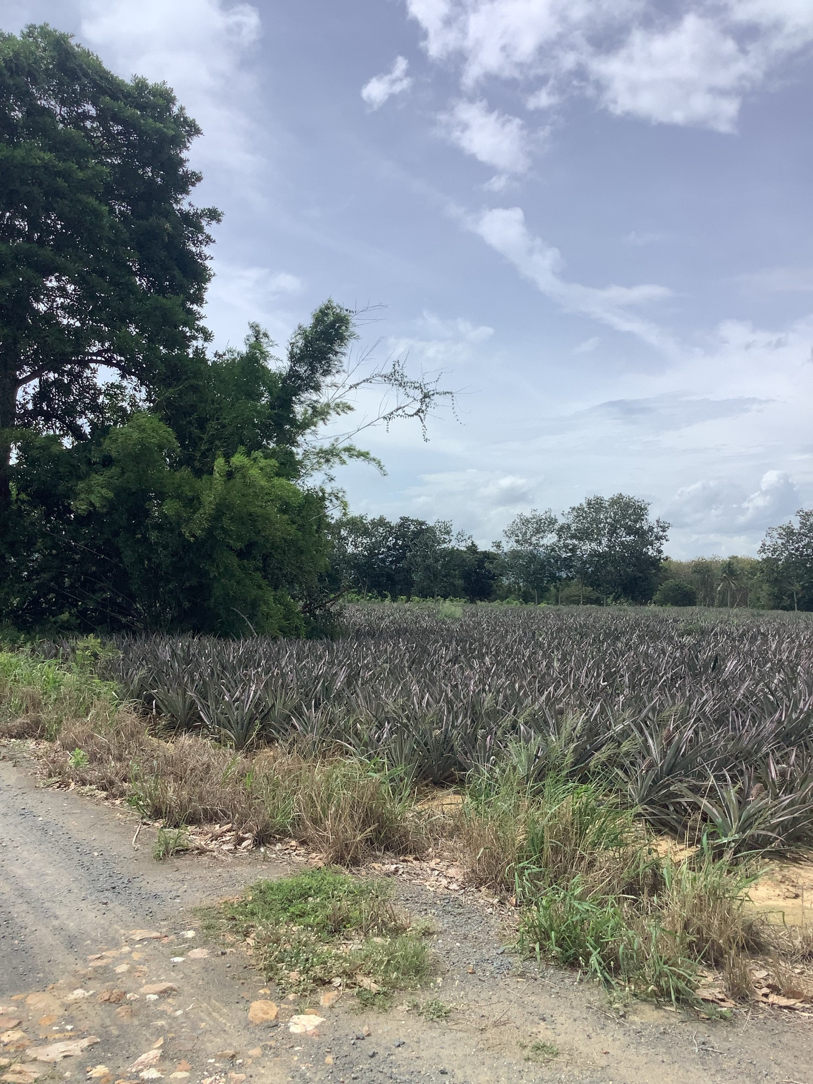 🌿Large piece of land for sale, Bo Nok Subdistrict, Mueang Prachuap Khiri Khan District, area 35 rai 88 square wah. – รูปที่ 4