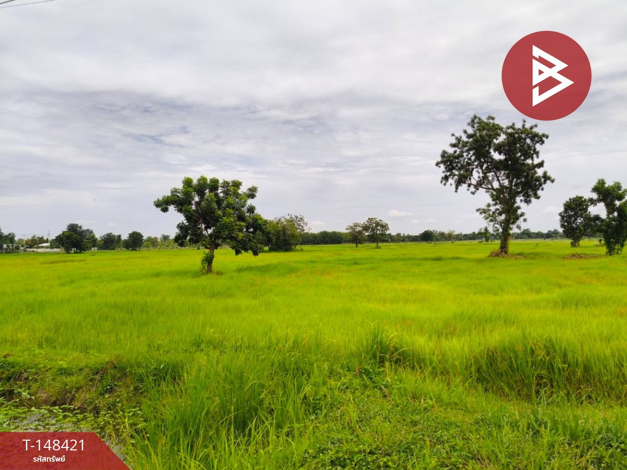 ขายที่ดิน เนื้อที่ 22 ไร่ 1 งาน 69 ตร.วา ประโคนชัย บุรีรัมย์ – รูปที่ 2
