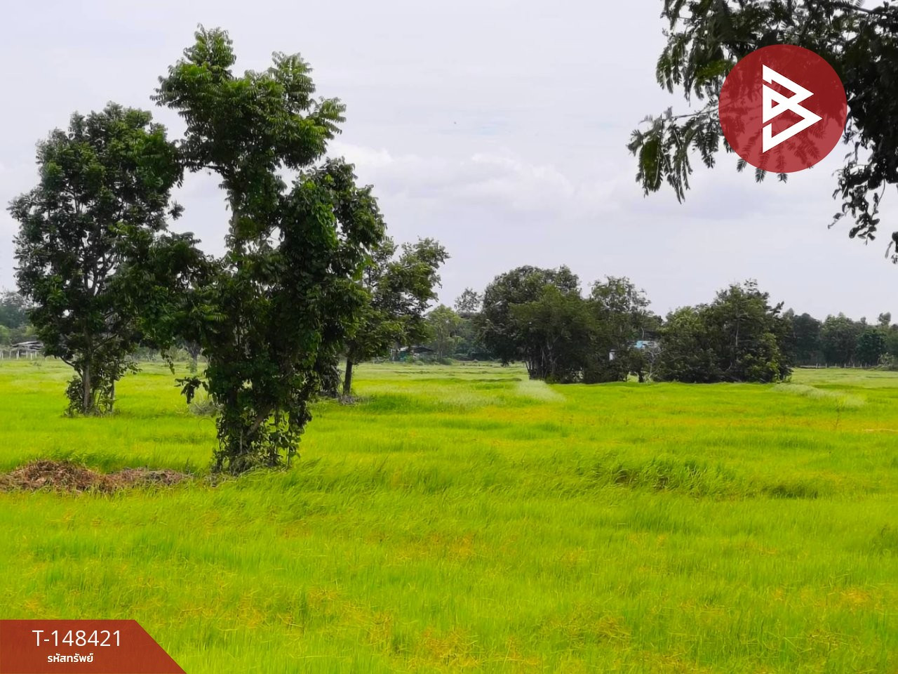 ขายที่ดิน เนื้อที่ 22 ไร่ 1 งาน 69 ตร.วา ประโคนชัย บุรีรัมย์ – รูปที่ 3