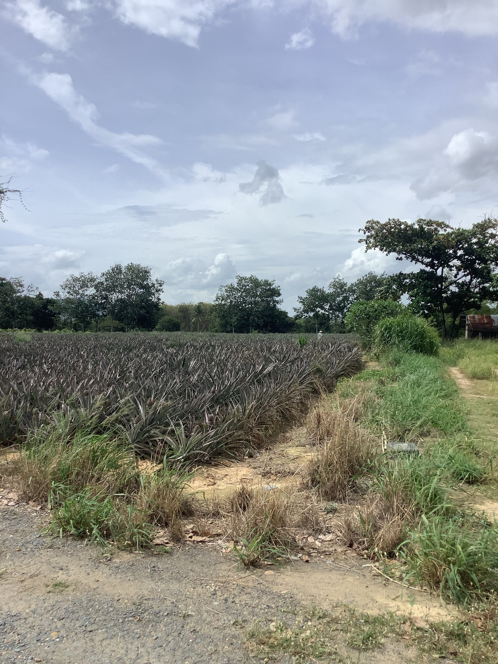 🌿Large piece of land for sale, Bo Nok Subdistrict, Mueang Prachuap Khiri Khan District, area 35 rai 88 square wah. – รูปที่ 3
