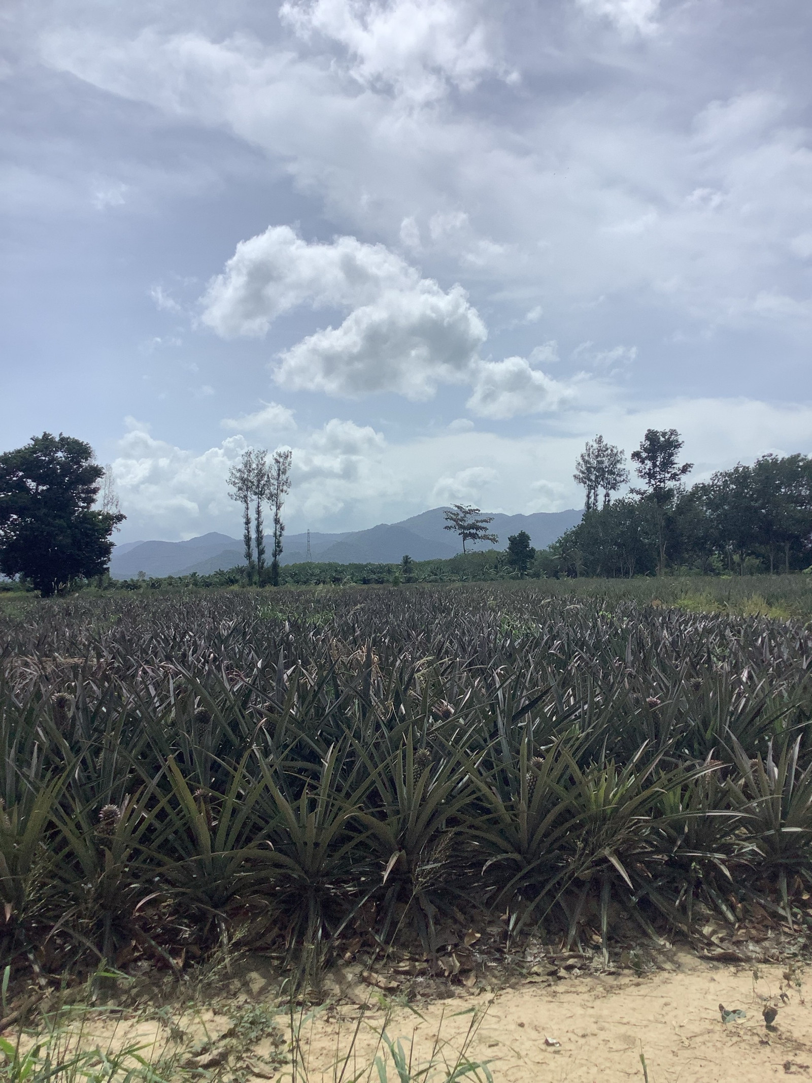 🌿Large piece of land for sale, Bo Nok Subdistrict, Mueang Prachuap Khiri Khan District, area 35 rai 88 square wah.