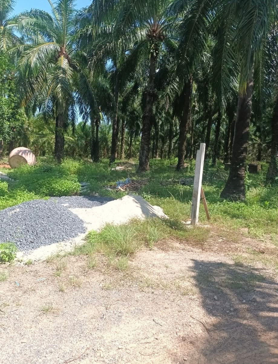 Palm plantation land for sale with house, good location, Ao Luek District, Krabi Province. – รูปที่ 4