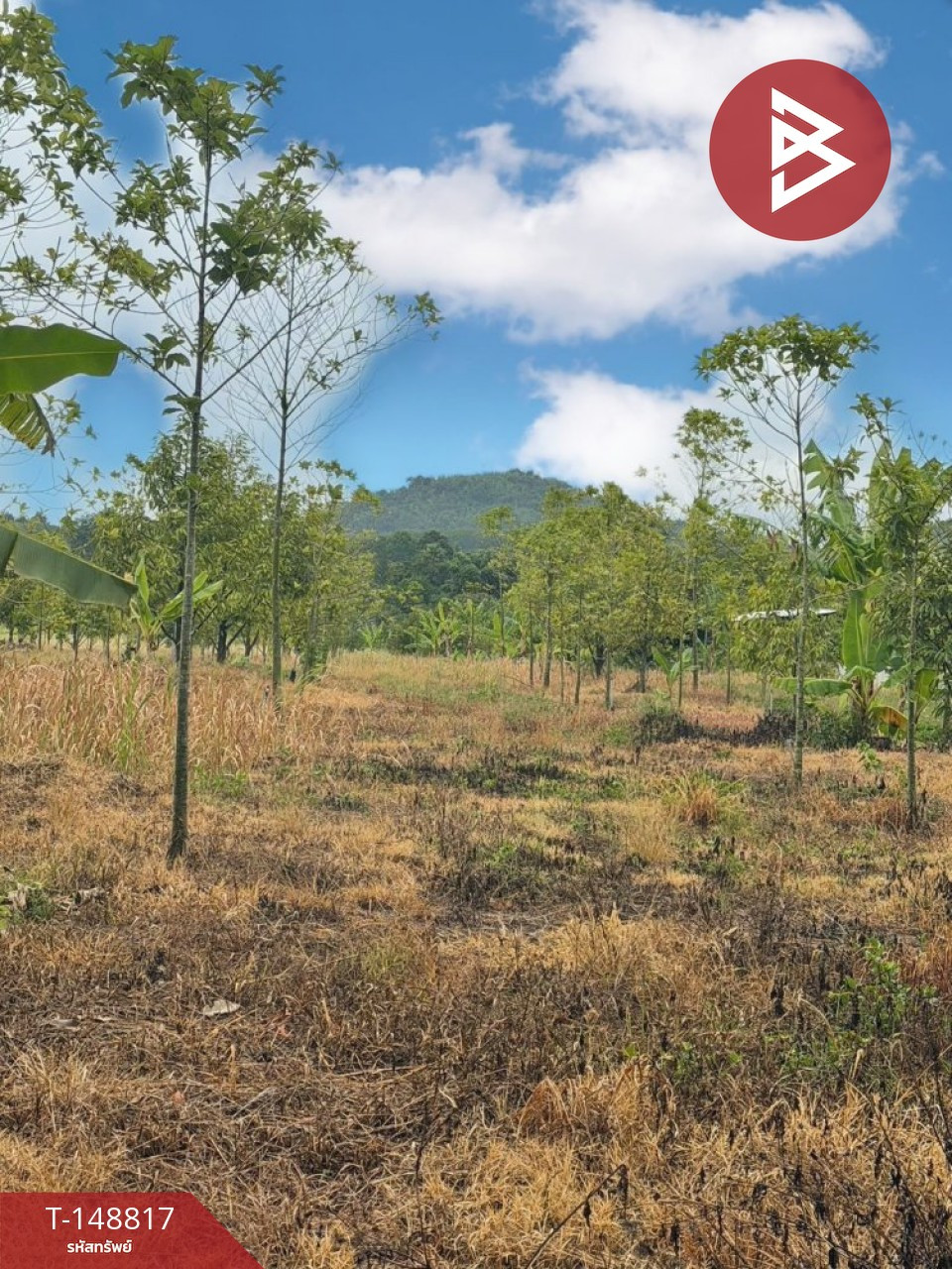 ขายที่ดิน เนื้อที่ 46 ไร่ 1 งาน 5 ตร.วา สอยดาว จันทบุรี – รูปที่ 4