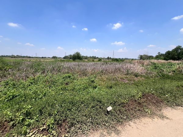 BL28 Land for sale, Khlong Sipsong, Nong Chok #Empty land, not yet filled. #Land on the roadside in Soi Khlong Chak 11 #Nong Chok land