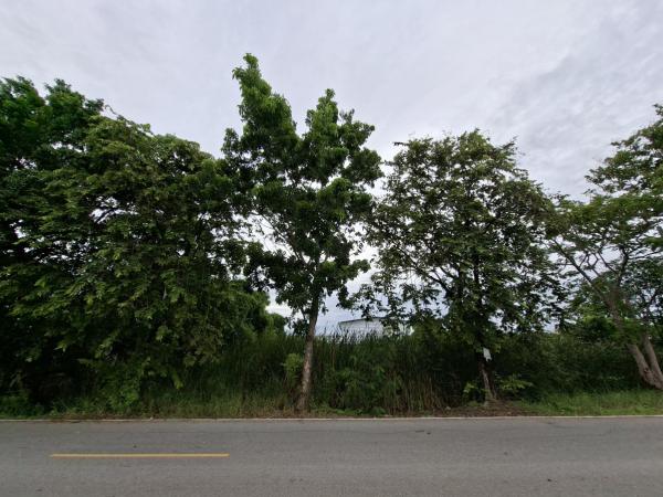 ขายที่ดินเปล่า ลาดหลุมแก้ว คูบางหลวง ลาดหลุมแก้ว ปทุมธานี CX-171409