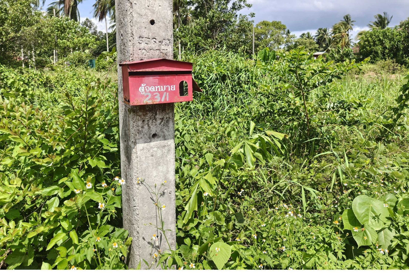 Empty land behind PTT gas station, Wat Pradu, Surat Thani. – รูปที่ 2