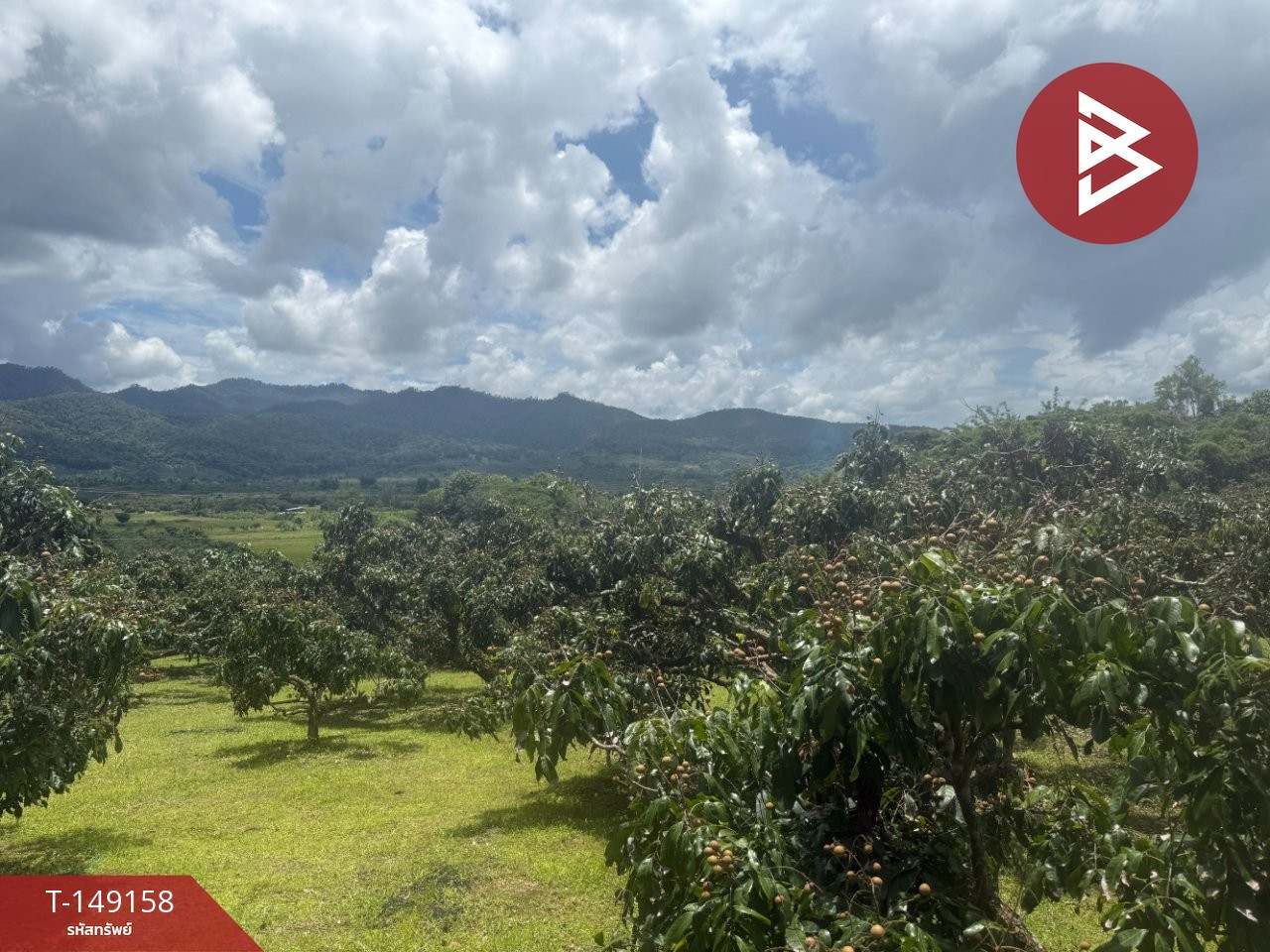 Land for sale with longan orchard, area 12 rai 3 ngan 2 square wah, Phrao, Chiang Mai. – รูปที่ 3
