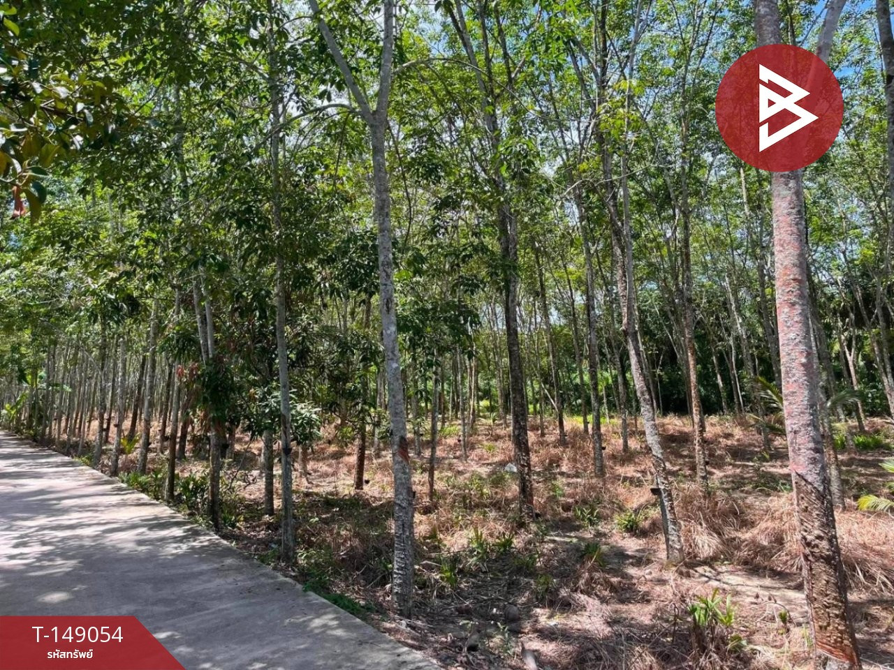 Land for sale with rubber plantation, area 7 rai 2 ngan 63.6 square wah, Phra Phrom, Nakhon Si Thammarat. Land for sale with rubber plantation, area 7 rai 2 ngan 63.6 square wah, Phra Phrom, Nakhon Si Thammarat.