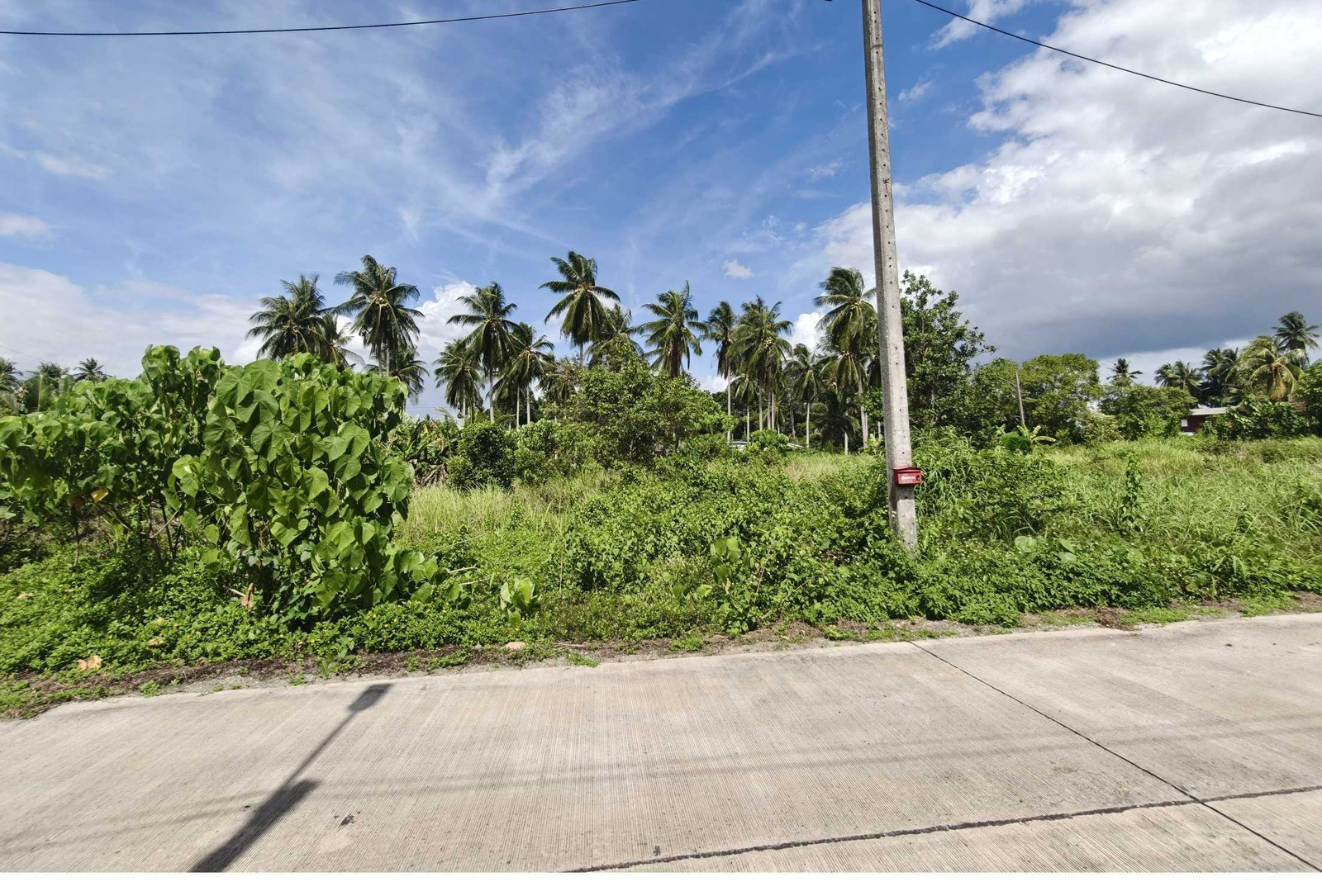 Empty land behind PTT gas station, Wat Pradu, Surat Thani. Empty land behind PTT gas station, Wat Pradu, Surat Thani.