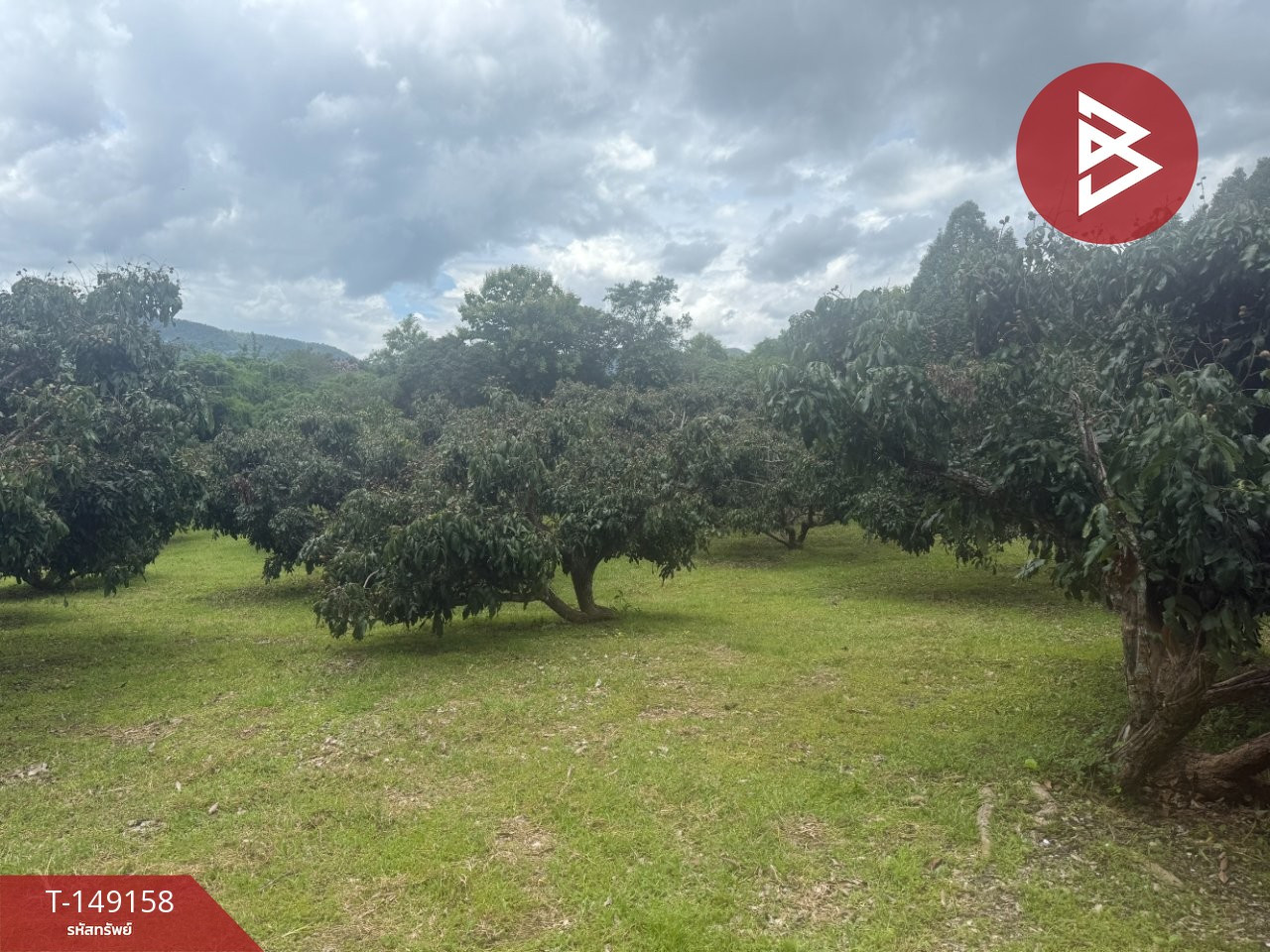 Land for sale with longan orchard, area 12 rai 3 ngan 2 square wah, Phrao, Chiang Mai. – รูปที่ 4