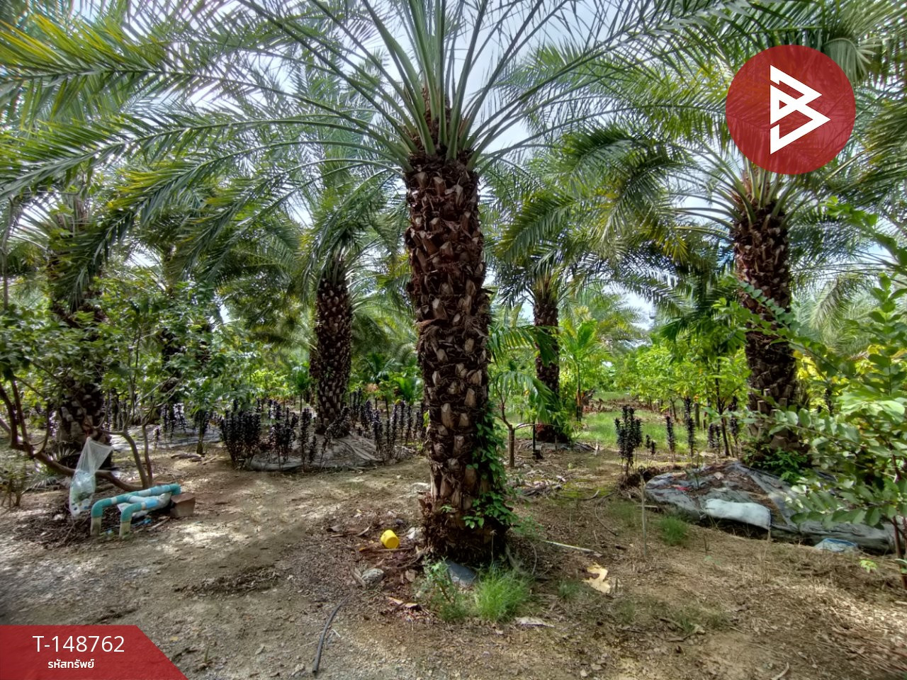Land for sale, area 12 rai 1 ngan 29.4 sq m, Song Phi Nong, Suphan Buri. – รูปที่ 2