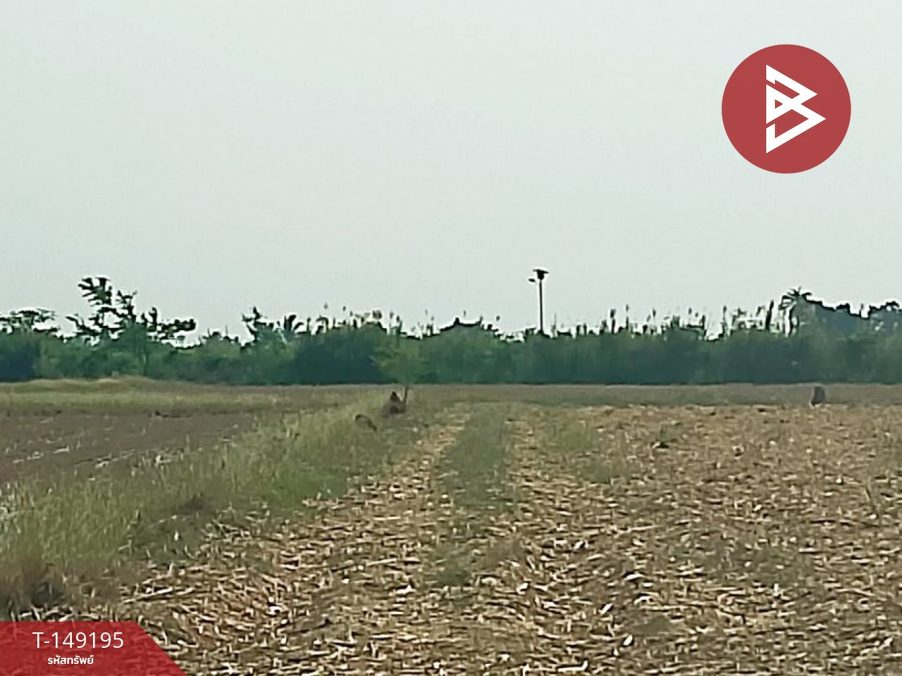 Land for sale, area 3 rai 7.1 square wa, Kamphaeng Saen, Nakhon Pathom. – รูปที่ 4