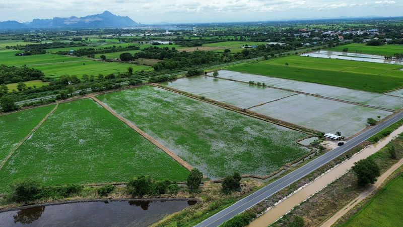 Rice field 15-2-52 rai next to a public road. Near Ban Klap Railway Station, Ban Klap Subdistrict, Nong Don District, Saraburi Province. Rice field 15-2-52 rai next to a public road. Near Ban Klap Railway Station, Ban Klap Subdistrict, Nong Don District, Saraburi Province.