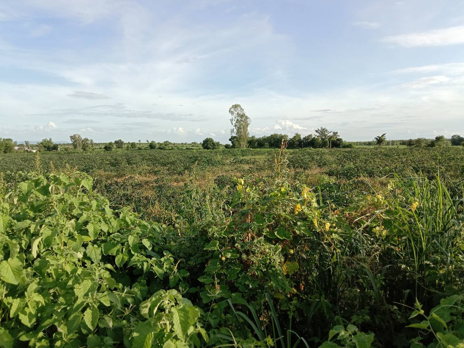 Large plot of empty land for sale, 51 rai, good location, mountain view, next to paved road on 2 sides, Phu Wiang District, Khon Kaen Province. – รูปที่ 3
