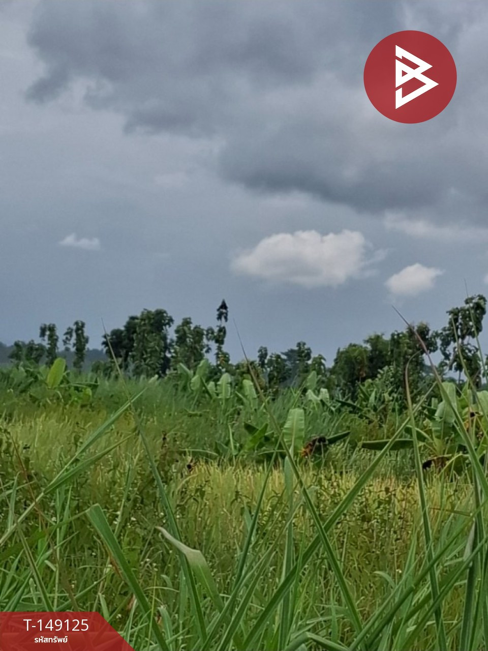2 adjacent plots of land for sale, starting area 2 rai 95 sq m, Thoeng, Chiang Rai. – รูปที่ 3